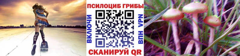 Купить  Могоча  Галлюциногенные грибы Psilocybe 